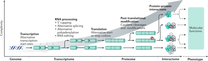 Proteomic and interatomic insights into the molecular basis of cell functional diversity