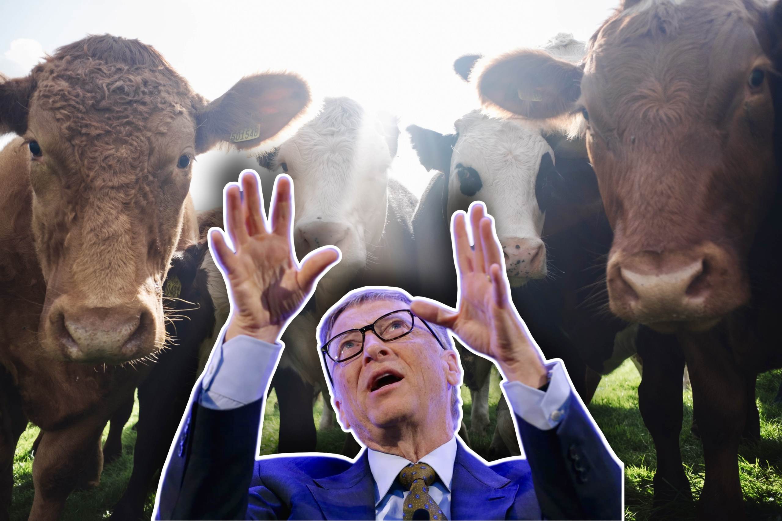 Bill Gates Funds a Startup to Stop Cows from Burping Methane to Combat Climate Change